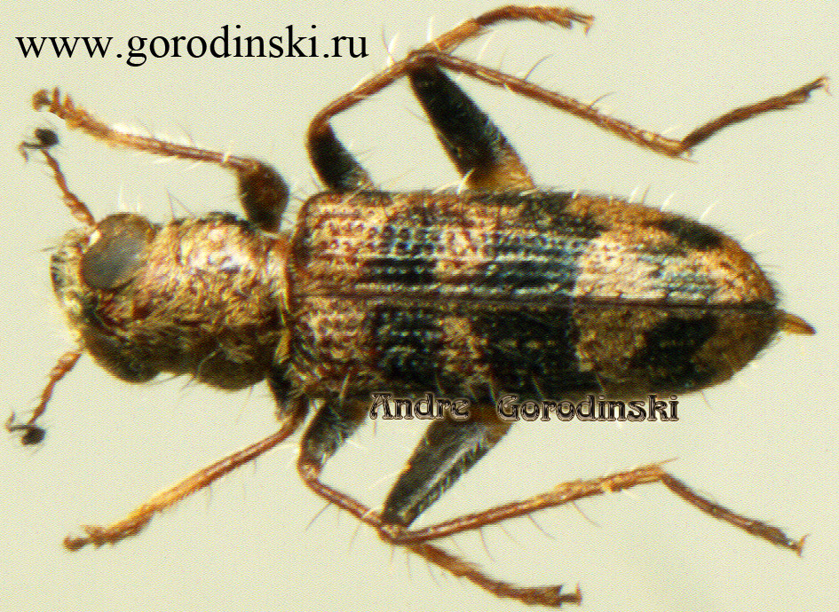 http://www.gorodinski.ru/oth_col/Stigmatium sp..jpg